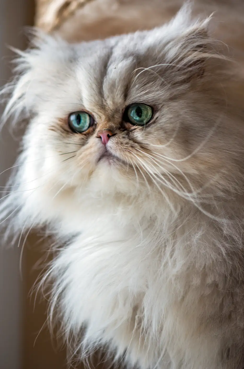 beautiful-persian-cat-with-white-fur-gree-blue-eyes